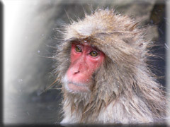 monkey spa