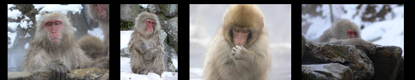 Onsen Spa/Hot spring monkey