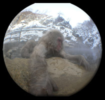 japanese hot spring monkeys
