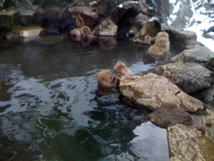 Wild monkyes which take a hot spring bath inhabit here!