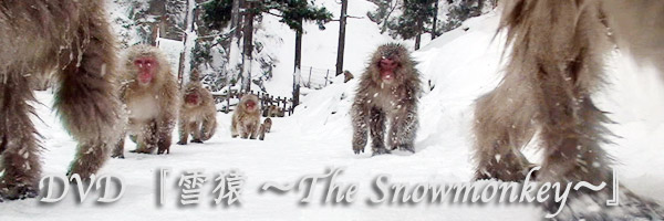 DVD[The Snow Monkey]