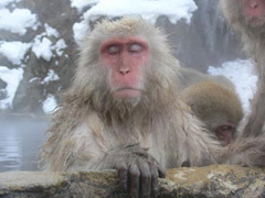 The monkey which take a hot spring.